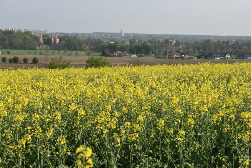 Kwitnące na żółto rzepakowe pola pod Górą św. Marcina w...