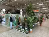 W radomskich hipermarketach wielki wybór roślin i akcesoriów ogrodniczych. Wielu ogrodników ruszyło na zakupy. Zobacz zdjęcia