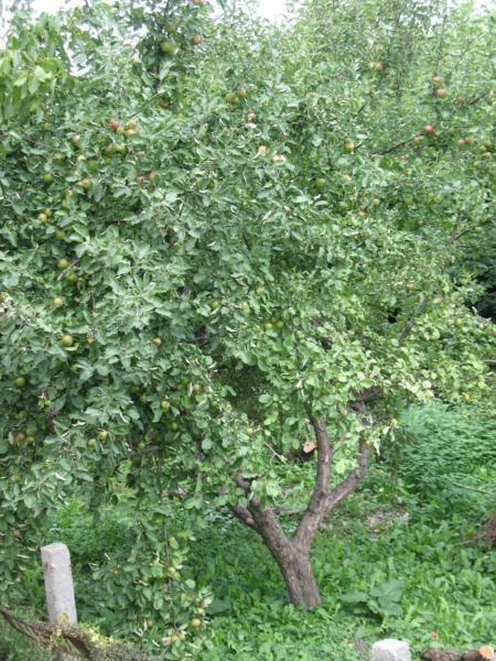 Kwidzyn: Inwentaryzacja starych odmian drzew owocowych