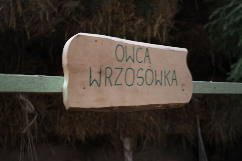 Największa żywa szopka w Polsce już działa! Mikołaj wita zwiedzających w Pawłowie pod Czerniejewem [FOTO, FILM]