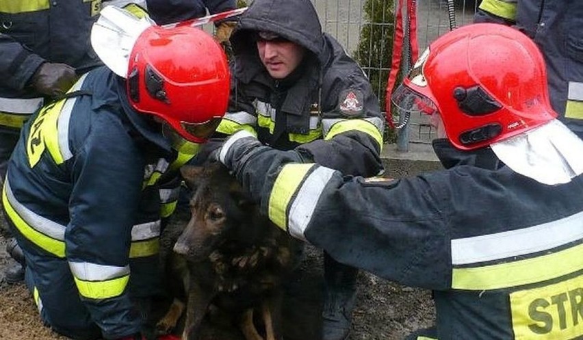 o zakończeniu akcji uratowany pies zamerdał ogonem i...