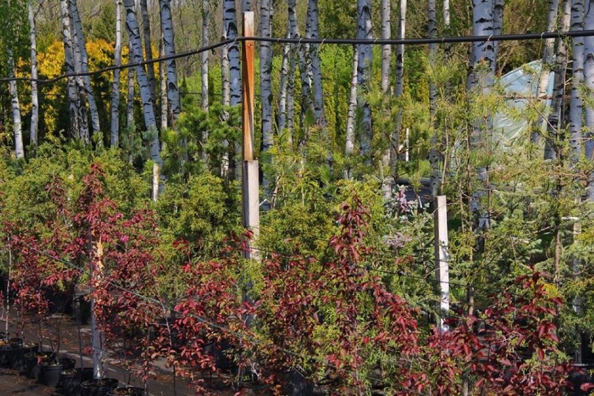 W Arboretum Leśnym w Stradomi otwarty będzie punkt sprzedaży roślin! (GALERIA z OGRODU i FILM)