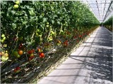 Region: Citronex wybuduje przy Elektrowni Turów szklarnie z pomidorami