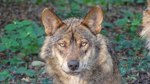 Trop dorosłego wilka (przednia łapa) na śniegu długość (z pazurami) 10 -13 cm, szerokość 8 -10 cm. Tropy szczeniąt w zimie nie są mniejsze niż 9 (dł.) x 7 (szer.) cm.

Trop dużego psa zwykle jest szerszy i mniej regularny niż trop wilka.  Pazury są słabiej odbite.

Warto też wiedzieć, że jeśli macie psa tropiącego [myśliwskiego] i potrafi on wskazać trop wilka to zachowa się w sposób następujący:

1. Zacznie węszyć będąc bardzo napiętym

2. Zastygnie w bezruchu z podkulonym ogonem

3. Aż "zagulgota" lub zawarczy w całkiem nowej dla Was intonacji

4. Będzie bardzo zaniepokojony i wskaże kierunek lub nie będzie chciał pójść dalej, czy też zacznie się wycofywać

Atak wilków w gm. Postomino - kliknij i zobacz zdjęcia