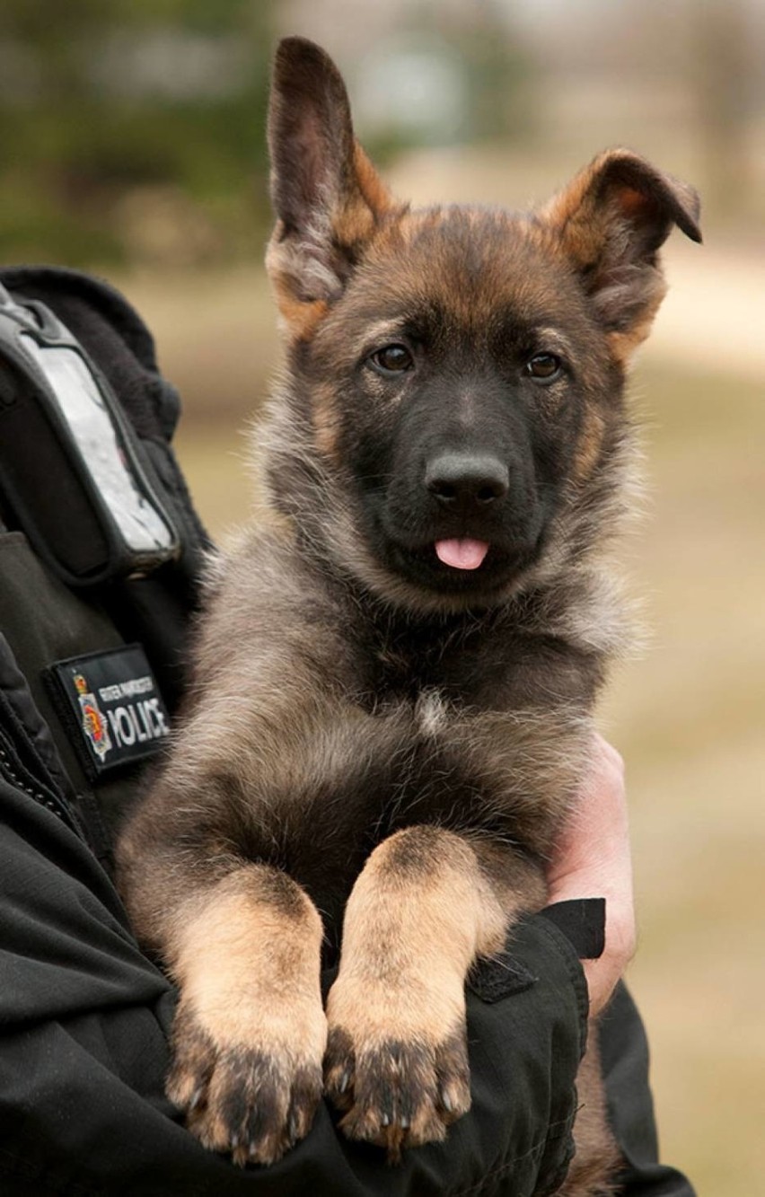 Psy policyjne też kiedyś były po raz pierwszy w pracy...