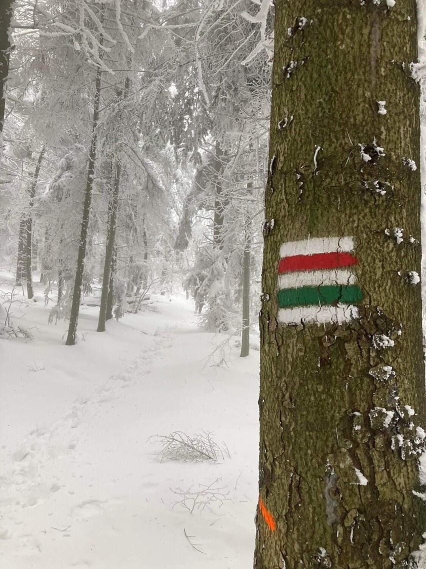 Zimowy Beskid Wyspowy. Piękne widoki i… ryś w leśnych ostępach 