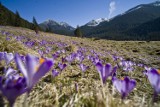 Krokusy w Tatrach, Beskidach i Karkonoszach. Gdzie w Polsce oglądać krokusy? Miejsca, które wiosną usłane są fioletem