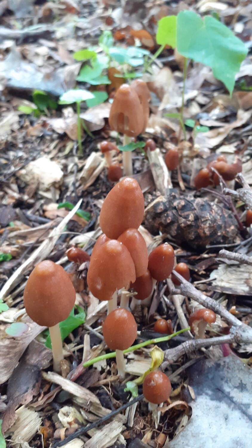 Kruchaweczka twardotrzona rośnie pod Kaliszem