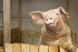 Inspekcja Weterynaryjna informuje o zagrożeniu afrykańskim pomorem świń (ASF). Zobacz, jakie są objawy tej choroby 