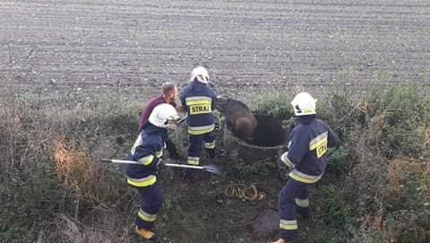 Do studzienki wpadł... dzik! Był w poważnych tarapatach [ZDJĘCIA]