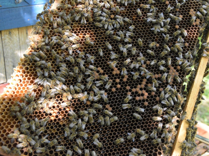 Upały mogą być zagrożeniem dla populacji pszczół [ZDJĘCIA]