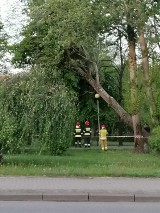 Chodzież: Przechylone drzewo prawie przewróciło się na chodnik na ulicy Składowej [ZDJĘCIA]