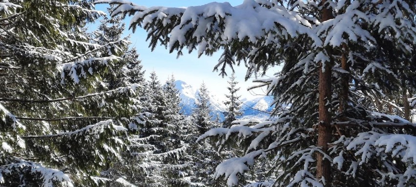 Tatry. Opustoszałe zimowe szlaki po feriach. Rusinowa Polane i Gęsią Szyję w zimowej odsłonie [ZDJĘCIA]