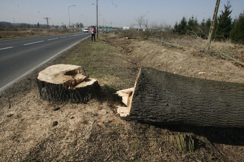 Wycinają drzewa pod drogę S3 (ZDJĘCIA)