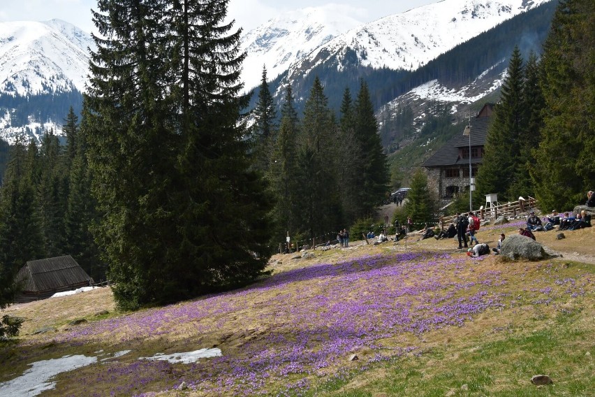 Krokusy 2022. Dolina Chochołowska pełna kwiatów. Idealna majówka dla tysięcy turystów [ZDJĘCIA] 3.05
