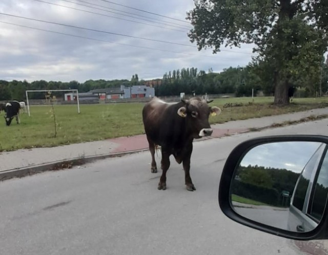 Siedem byków spacerowało po ulicy w Paprotni pod Zduńską Wola. Wcześniej zwierzęta uciekły z zagrody. Na pastwisko zagonili je...policjanci!