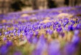 Podhale. Krokusy pięknie kwitną na polanach. W weekend jednak czeka nas deszcz, śnieg i chłód [ZDJĘCIA]