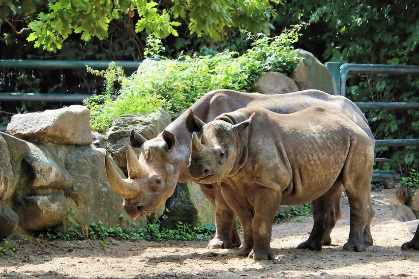 Nosorożce w zamojskim ogrodzie zoologicznym