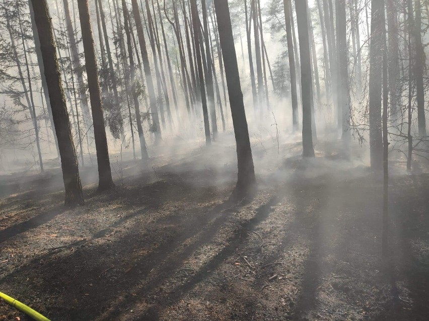 Pożar lasu w Rychłocicach - 12 maja 2022