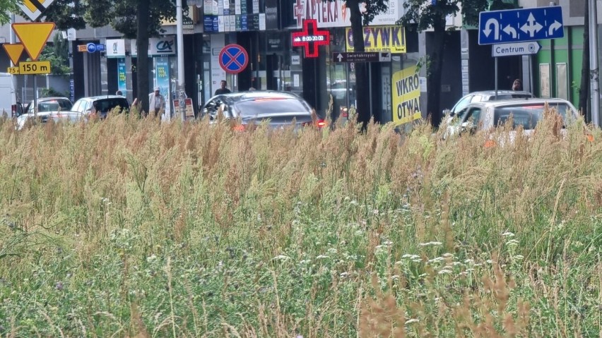 Kielce zarastają trawą! Czytelnicy alarmują: "Jest tak wysoka, że kierowcy nie widzą pieszych"