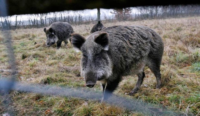 Od początku roku lubelskie służby interweniowały w sprawie dzików 17 razy