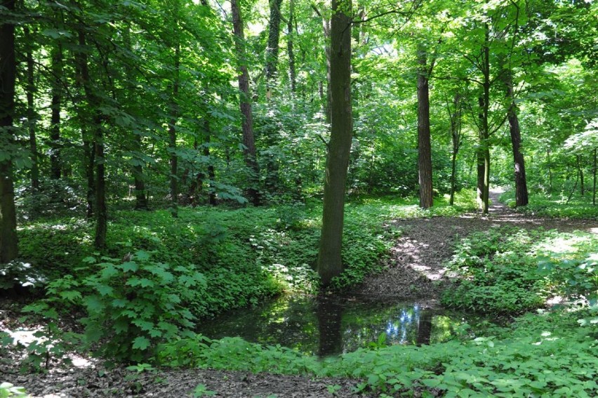 KOŚCIAN. Park miejski im. Kajetana Morawskiego przed rewitalizacją. Pamiętacie jeszcze kościański park w wersji "na dziko"? [ZDJĘCIA] 