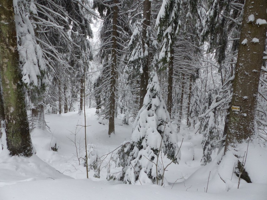 Prawdziwa zima w Górach Stołowych. Zobacz zdjęcia (GALERIA)