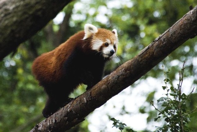 Kunming we wrocławskim zoo