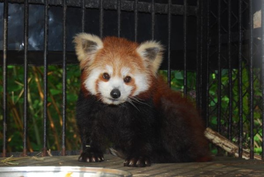 Kunming we wrocławskim zoo