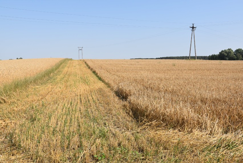 Trwają (wyjątkowo kosztowne) żniwa. Wynik tych żniw odbije się na portfelach Polaków!