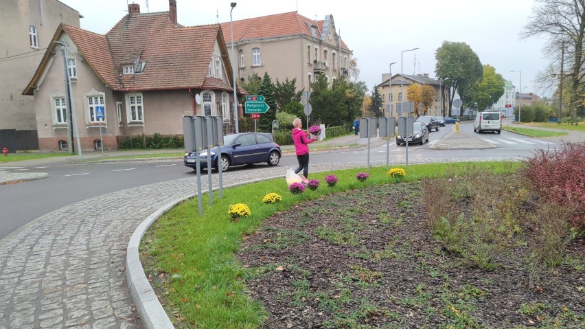 Brawo Beata i Tomasz! Wsparli sprzedawców chryzantem. Kupili i ustawili kwiaty wokół ronda przy ul. Bydgoskiej