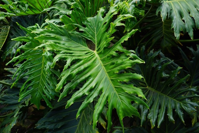 Filodendron podwójnie pierzasty to okazała roślina o pięknych liściach. Bardzo przypomina popularną monsterę dziurawą.