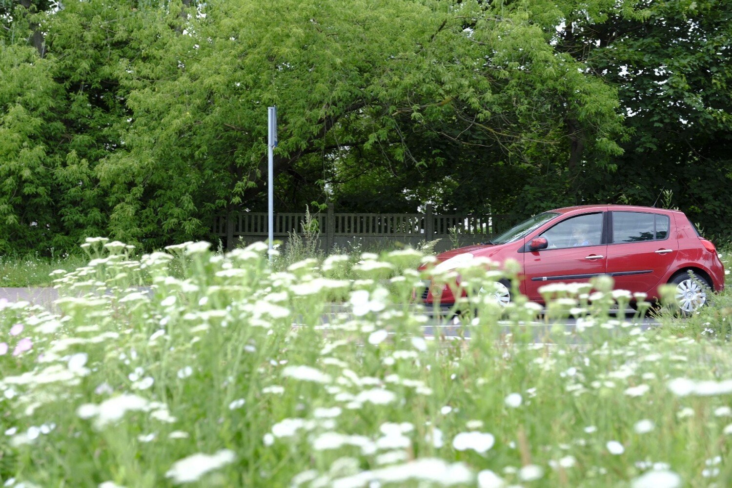 Niekoszone trawy zasłaniają kierowcom widoczność przy wjeździe na rondo |  Toruń Nasze Miasto