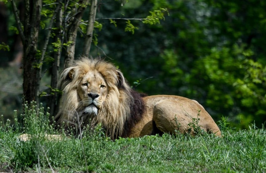 Oliwski ogród zoologiczny pożegnał jednego ze swoich lwów...