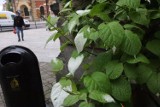 Zielono - białe liście zwracają uwagę przechodniów przy Urzędzie Miasta Legnicy