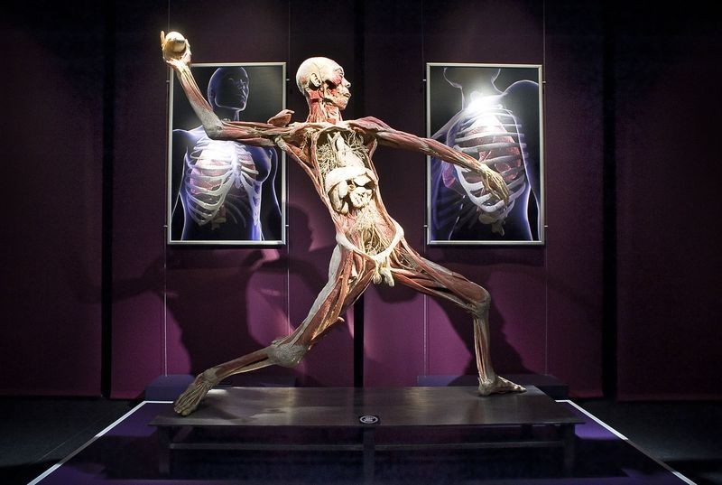 Wystawa The Human Body w Gdańsku. Eksponaty z wypreparowanych ludzkich ciał mają uczyć [ZDJĘCIA]