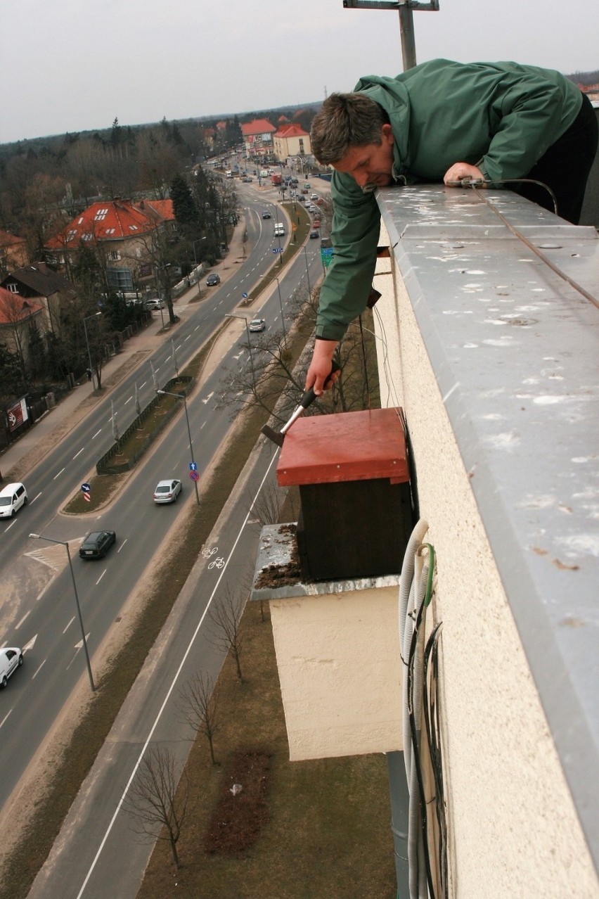 Główną przyczyną spadku liczebności jerzyków są prace...