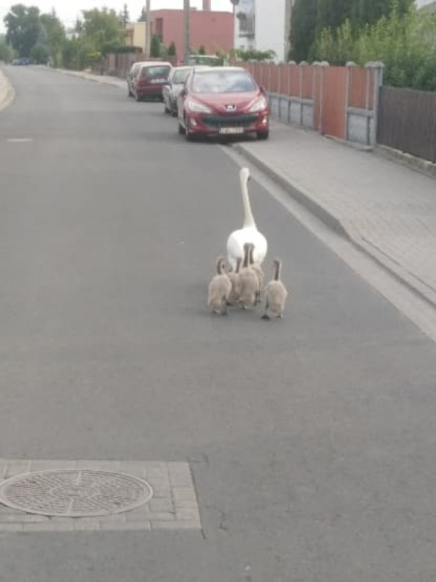 Rodzina łabędzi spacerowała ulicami Brześcia Kujawskiego [zdjęcia]
