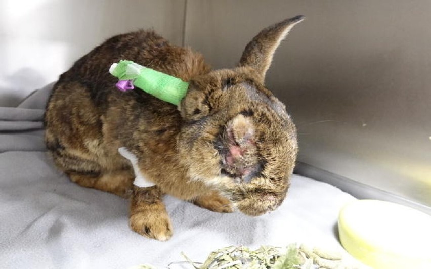 Oleśnicki królik w tragicznym stanie trafił do Ekostraży. Trwa walka o jego życie! Każdy może pomóc