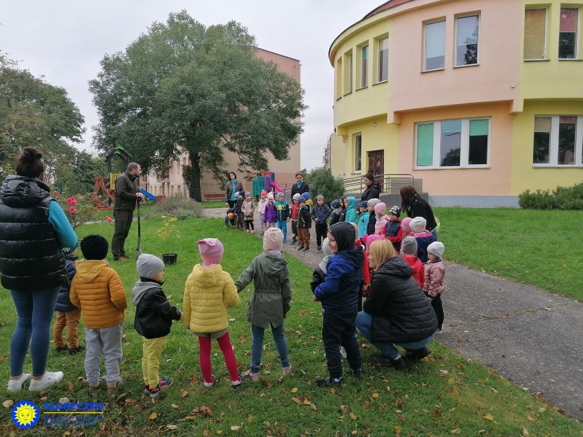 Buskie "Słoneczko" ma już 10 lat! Przedszkolaki posadziły drzewo (WIDEO, zdjęcia)