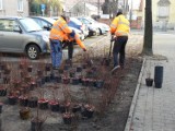 Plac Kościelny z papieskim drzewkiem