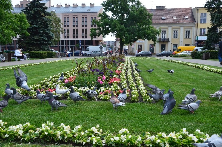 Dlaczego nie ma jeszcze nowych dywanów kwiatów we Włocławku ?! Władze miasta tłumaczą