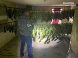 Zlikwidowano nielegalną plantację marihuany pod Raciborzem. Aresztowano 38-letniego mężczyznę
