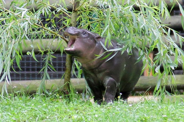 Rapi to imię z pierwszych liter imienia ojca (Raf) i matki (Pigwa) hipopotama. Takie imię zaproponowało dla młodego hipopotama 10 osób. Zwycięzcę konkursu wyłoniło losowanie. Tomasz Paryż wraz z rodziną w nagrodę otrzymali od dyrektora Józefa Skotnickiego roczna kartę wstępu do zoo.