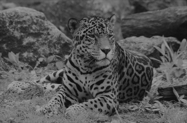 Nie żyje jaguar Kali z warszawskiego ZOO. Zwierzę miało 21 lat