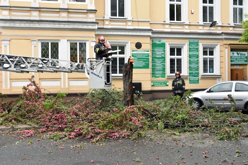 Było zagrożenie, strażacy wycięli drzewo w Legnicy [ZDJĘCIA]