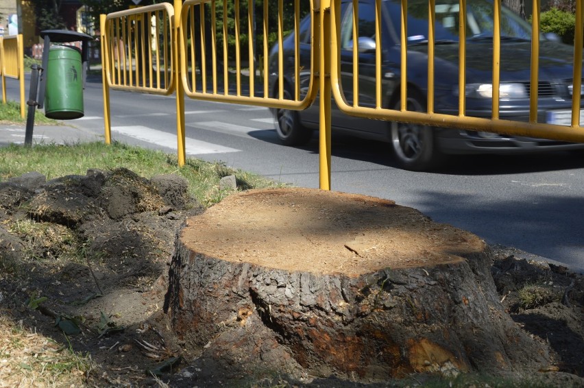 Wycięte drzewa przy ul. Staszica w Międzyrzeczu