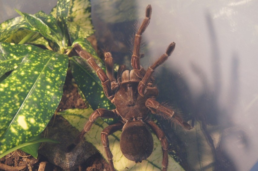 Wystawa pająków i skorpionów w Radomsku