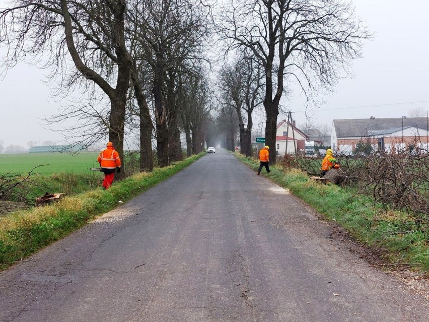 Znikają drzewa na trasie Osieczna - Goniembice. Ma to związek z przebudową drogi  w powiecie leszczyńskim ZDJĘCIA