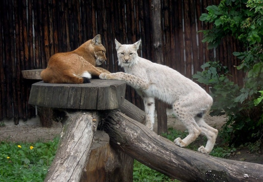 Zamojskie zoo ma nowych mieszkańców - to ryś Romeo, gerezy i...